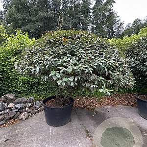 Elaeagnus ebbingei 175-200 cm container meerstammig