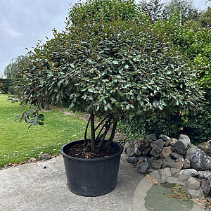 Elaeagnus ebbingei 175-200 cm container meerstammig