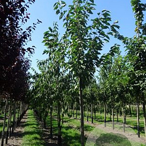 Prunus avium 20-25 HO draadkluit