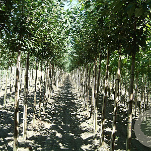 Prunus a. 'Landscape Bloom' 12-14 HO draadkluit