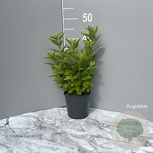 Lysimachia punctata GM 2,0L