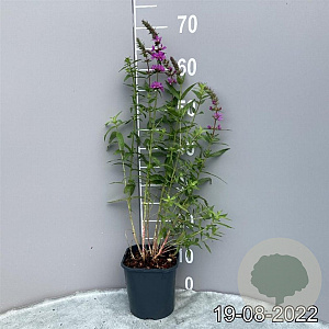 Lythrum salicaria GM 2,0L