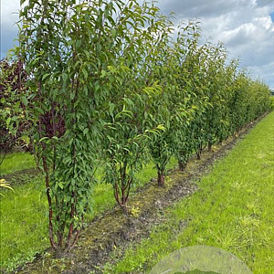 Prunus serrula 200-250 cm container meerstammig
