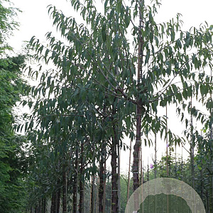 Prunus serrula 18-20 HO draadkluit