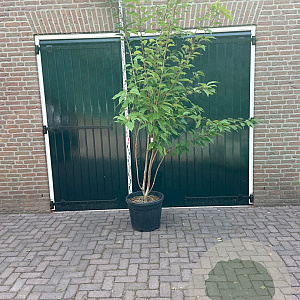 Prunus ser. 'Kanzan' 200-250 cm container meerstammig