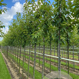 Prunus ser. 'Kanzan' 18-20 HO draadkluit verplant