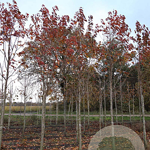 Prunus ser. 'Sunset Boulevard' 18-20 HO draadkluit