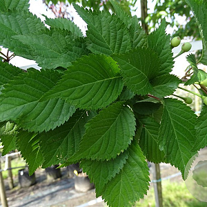 Prunus 'Spire' 18-20 HO draadkluit verplant