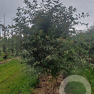 Prunus 'The Bride' 250-300 cm draadkluit meerstammig