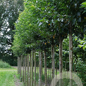 Prunus 'Umineko' 14-16 HO draadkluit