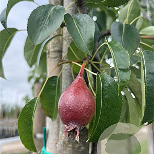 Pyrus c. 'Bonne Louise d'Avranches' 12-14 HO container