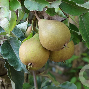 Pyrus c. 'Kirchensaller' 12-14 HO draadkluit 3 X verplant