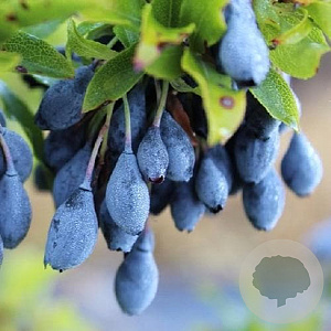 Vaccinium cylindraceum 'Blau Perle' 10-15 cm 2,0L