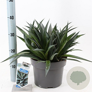 Mangave Mad About Mangave P Express 30-35 cm 5,0L