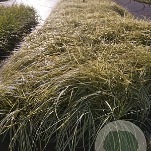 Carex oshim. 'Evergold' GM P9