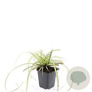 Carex oshim. 'Evergold' GM P9