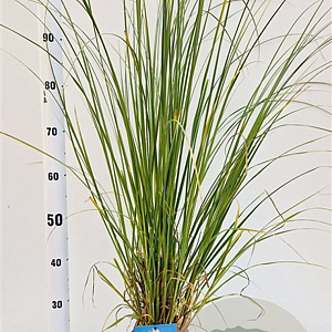 Cortaderia selloana 40-50 cm 2,5L