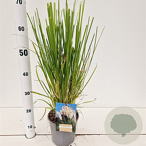 Cortaderia selloana 40-50 cm 2,5L