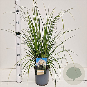 Cortaderia selloana 40-50 cm 2,5L