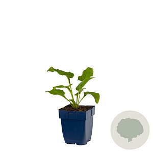 Echinacea p. 'Alba' GM  P11