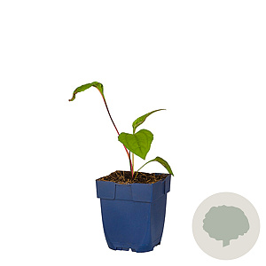 Echinacea p. 'Augustkönigin' GM  P11