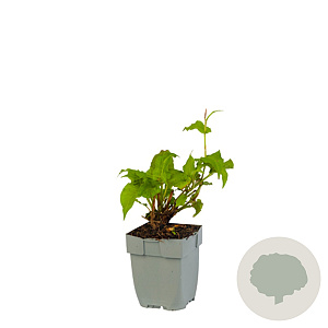 Persicaria a. 'Lisan' GM  P11