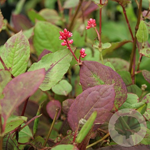Persicaria 'Indian Summer' GM  P11