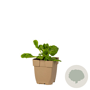 Primula veris GM  P11