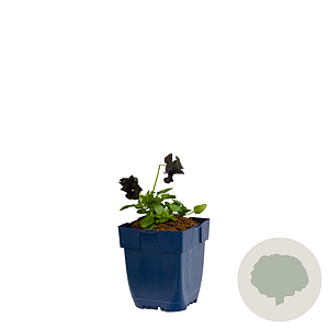 Viola (C) 'Molly Sanderson' GM  P11