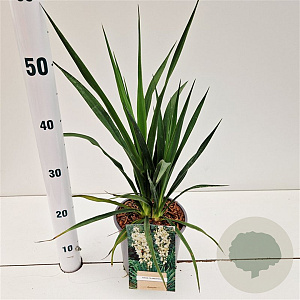 Yucca filamentosa 30-40 cm 2,5L