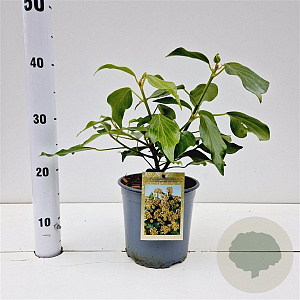 Hedera colchica 'Arborescens' 30-40 cm 2,5L