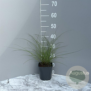 Miscanthus sin. 'Graziella' GM 2,0L