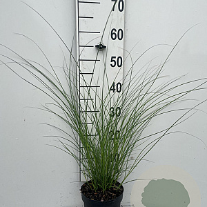 Miscanthus sin. 'Graziella' GM 2,0L