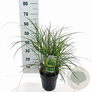 Miscanthus sin. 'Little Zebra' 40-70 cm 3,0L