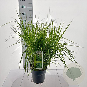 Miscanthus sin. 'Little Zebra' 50-80 cm 6,5L