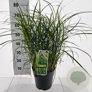 Miscanthus sin. 'Little Zebra' 50-80 cm 6,5L