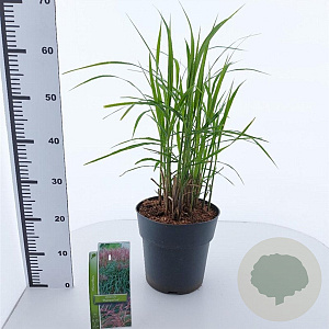 Miscanthus sin. 'Malepartus' 50-80 cm 6,5L