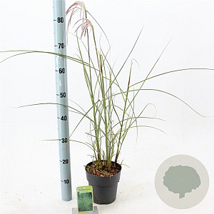 Miscanthus sin. 'Morning Light' 30-60 cm 2,0L