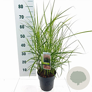 Miscanthus sin. Pink Cloud 40-70 cm 3,0L