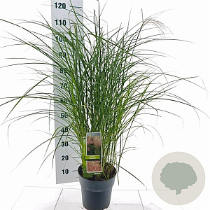 Miscanthus sin. 'Red Chief' 50-80 cm 6,5L