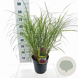 Miscanthus sin. 'Red Chief' 50-80 cm 6,5L