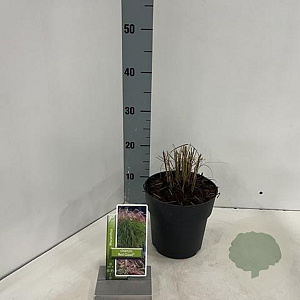 Miscanthus sin. Red Cloud 30-40 cm 2,0L
