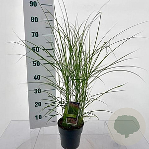 Miscanthus sin. Red Cloud 30-40 cm 2,0L