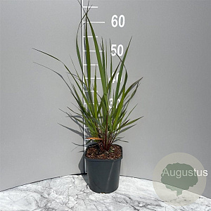 Miscanthus sin. 'Ruby Cute' GM 2,0L