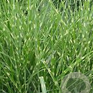 Miscanthus sin. 'Strictus' GM P9