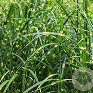 Miscanthus sin. 'Zebrinus' GM 2,0L