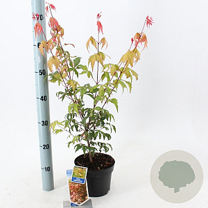 Acer palmatum 30-40 cm 2,0L