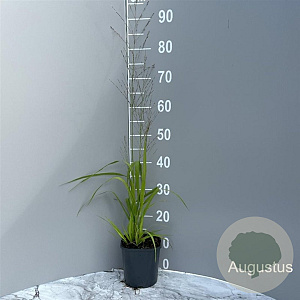 Molinia arund. 'Karl Foerster' GM 2,0L