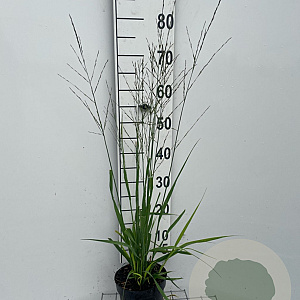 Molinia arund. 'Karl Foerster' GM 2,0L