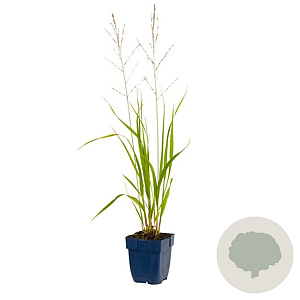 Molinia arund. 'Transparent' GM  P11